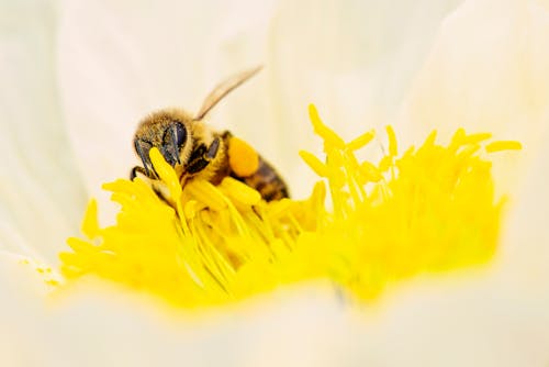 白い花びらの花にとまるミツバチ