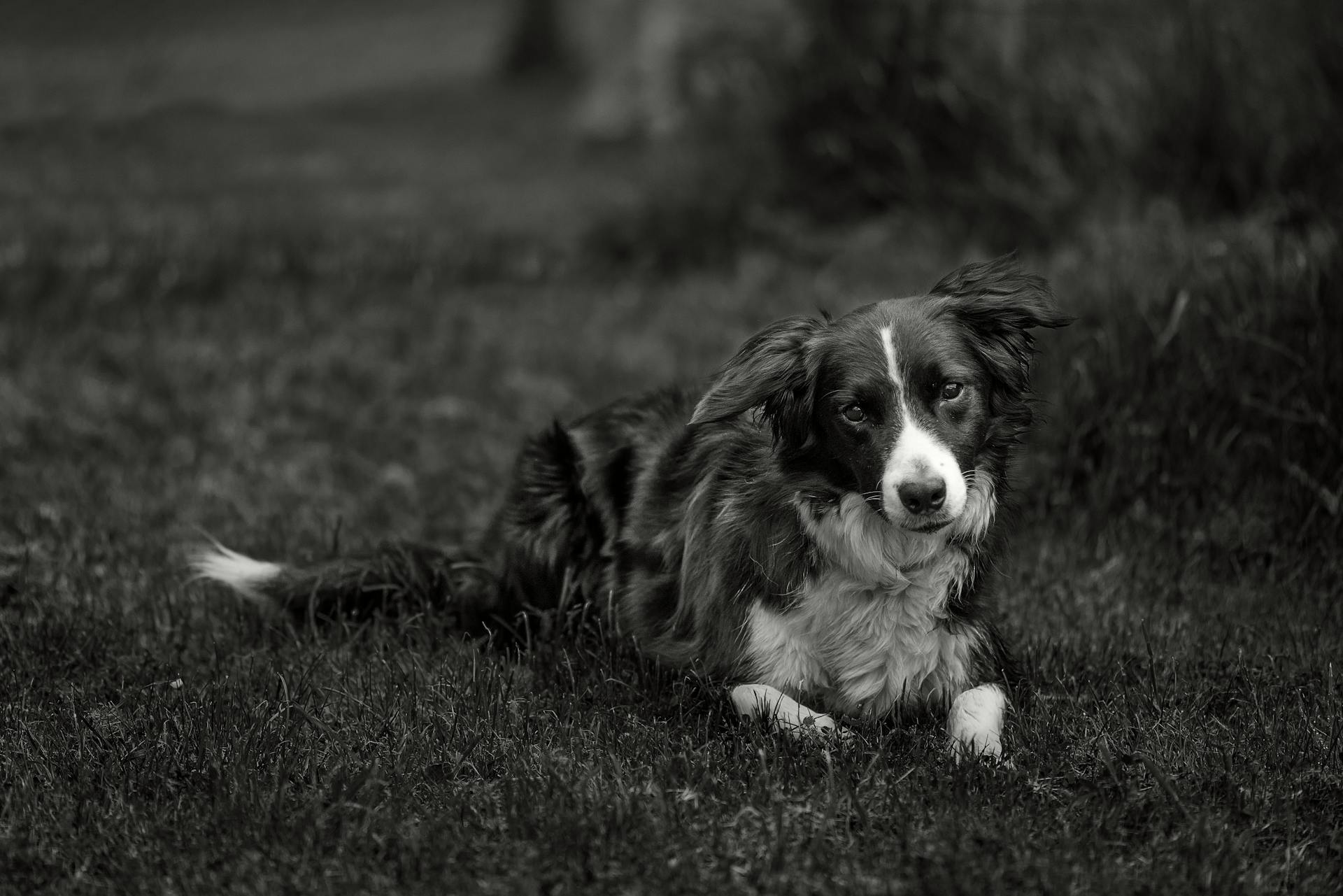 Border Collie Lying on Grass