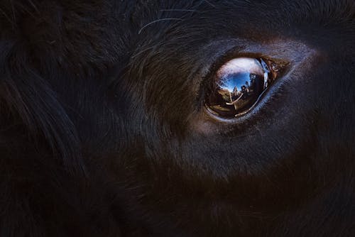 Ingyenes stockfotó állat, emlős, keresés témában