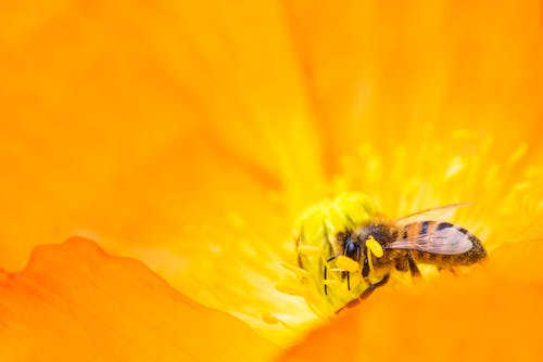 無料 黄色のマルハナバチが花粉を集めるクローズアップ写真 写真素材