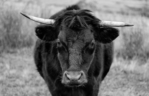 Grayscale Photo of Bull