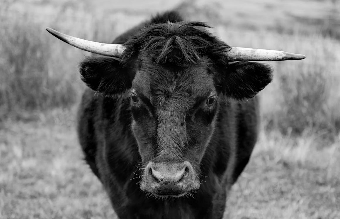 Δωρεάν στοκ φωτογραφιών με αγελάδα, αγροτικός, βλεφαρίδα Φωτογραφία από στοκ φωτογραφιών