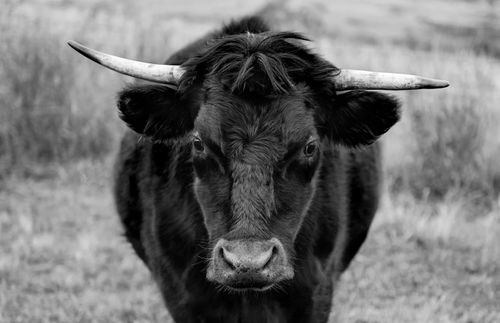 Free Black and white close-up of a Highland cow with prominent horns in a rural setting. Stock Photo