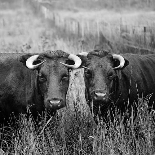Two Buffalos