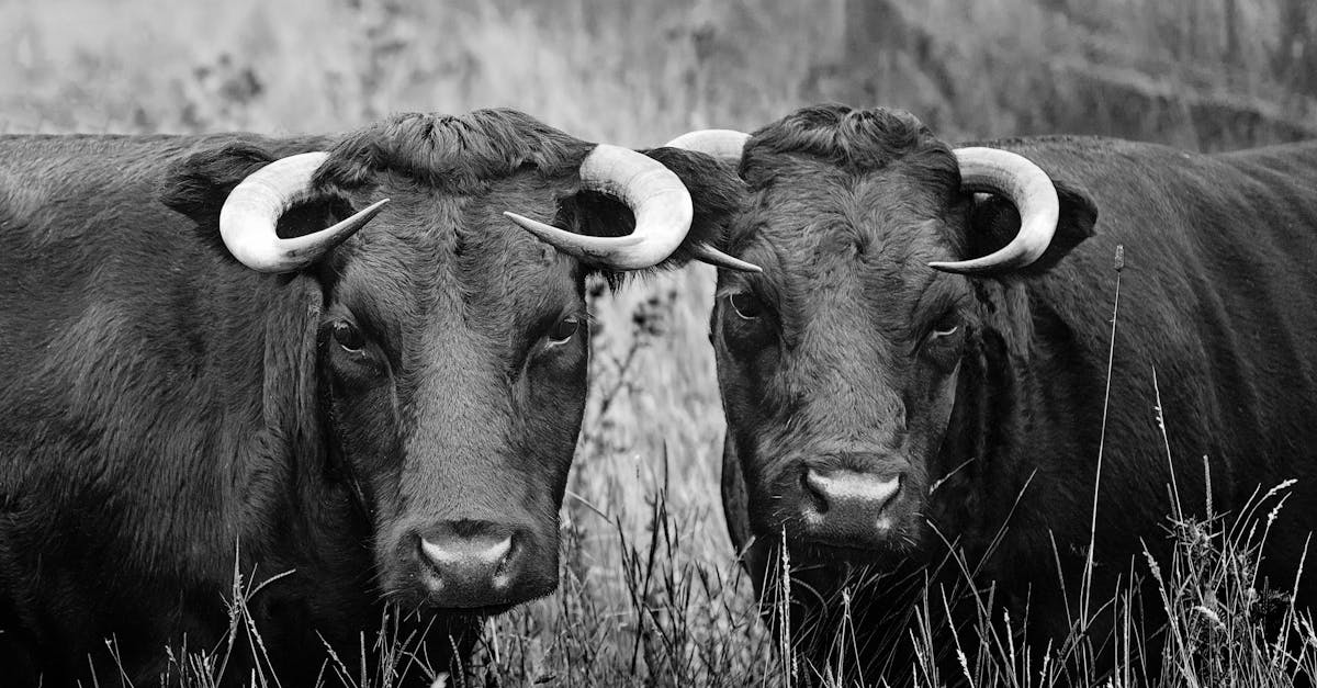 How to draw eyelashes anime