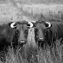 这张黑白特写照片捕捉了乡村田野中两只引人注目的有角牛