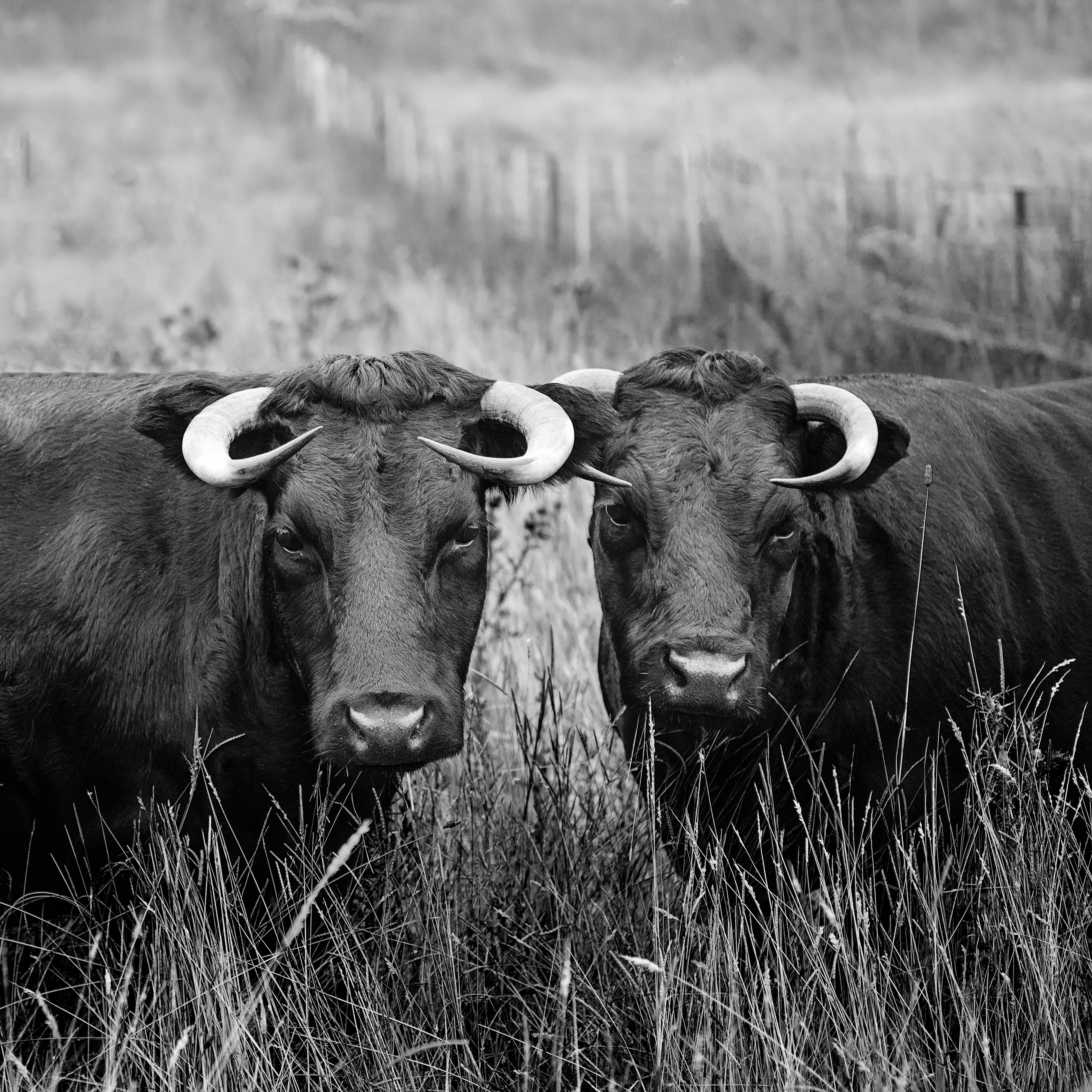 Two Buffalos · Free Stock Photo