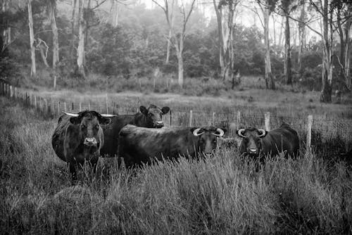 Cows on Grass Field Near Trees