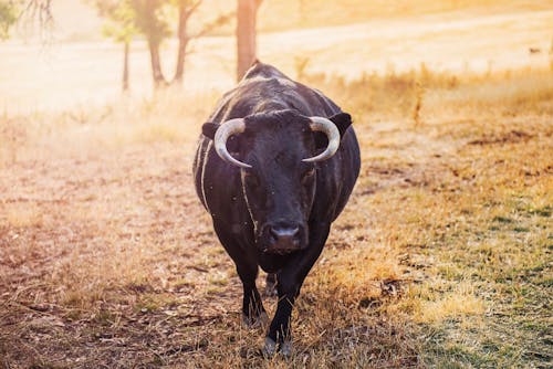 Taureau Noir