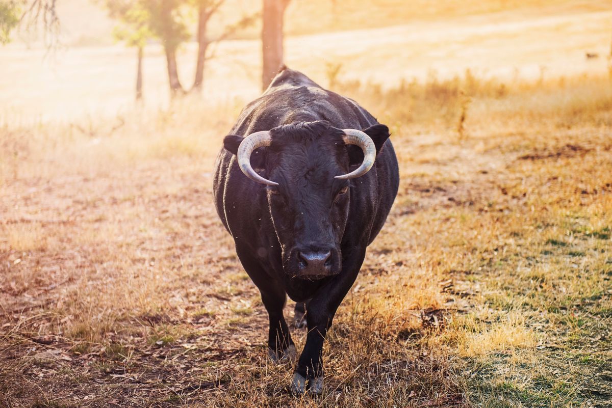 Güçlü bir boğanın sahadaki dramatik görüntüsü, Black Bull Türk Oyuncu Tercihleri temasını yansıtır