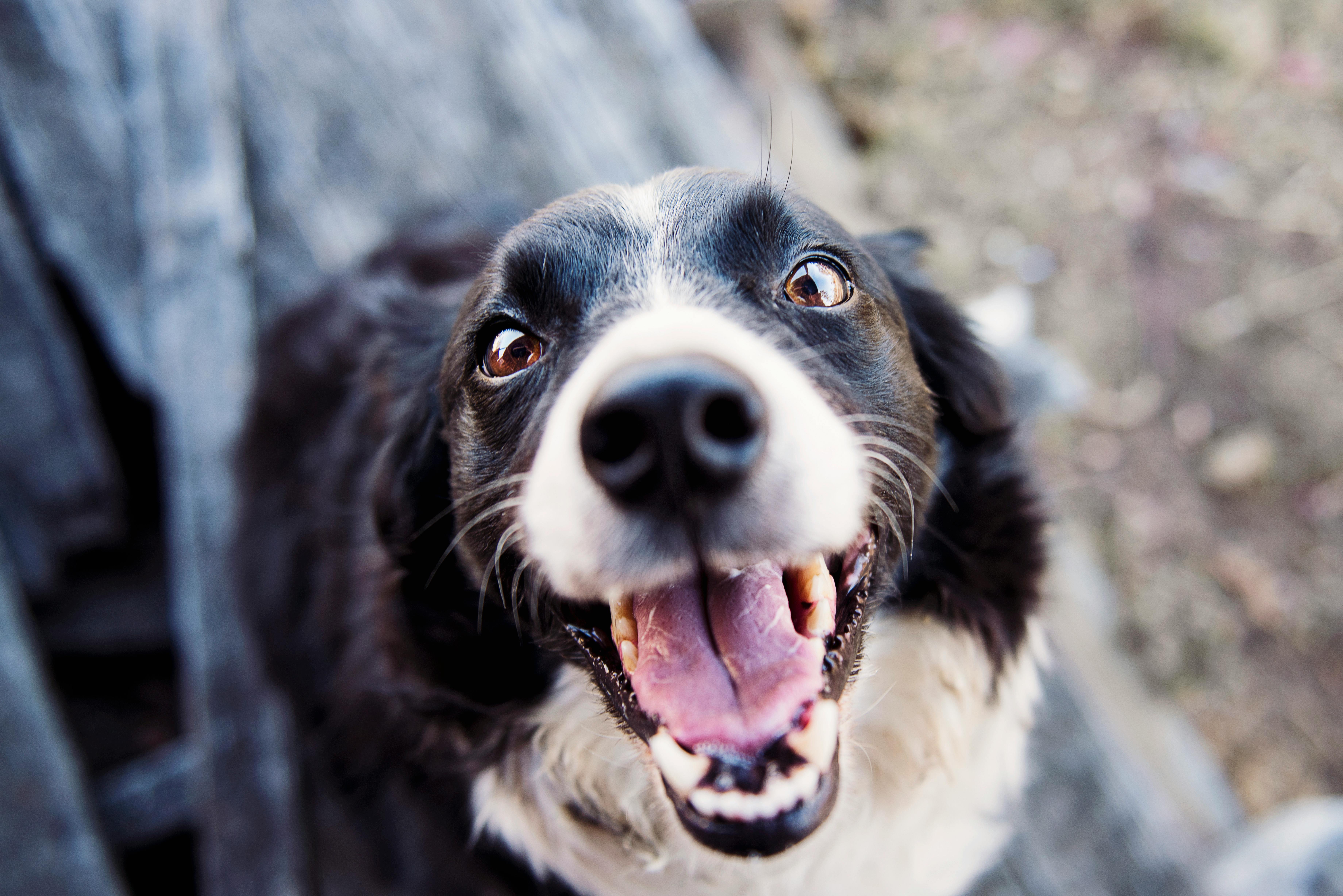 excited happy dog