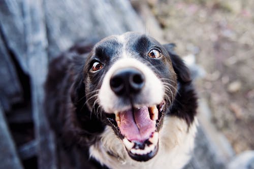 Flachfokus Fotografie Des Erwachsenen Schwarzweiss Rand Collie