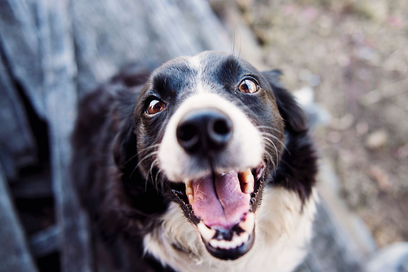 Cute attentive dog sitting in a bright natural setting