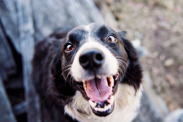 Why Dogs Are So Loyal: A Past-Life Explanation