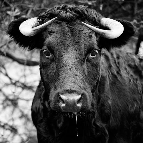 Grayscale Photo of Black Cattle