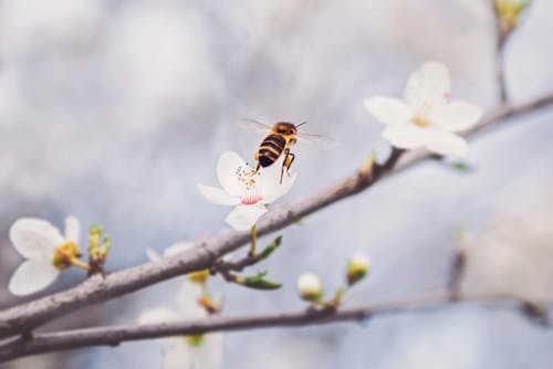 무료 꿀벌은 흰색 꽃잎 꽃에 자리 잡고 스톡 사진