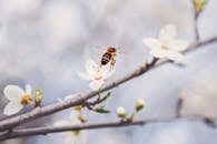 蜜蜂从杏花上采集花蜜，象征着授粉