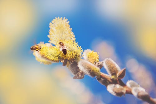 무료 노란색 꽃에 두 꿀벌 스톡 사진
