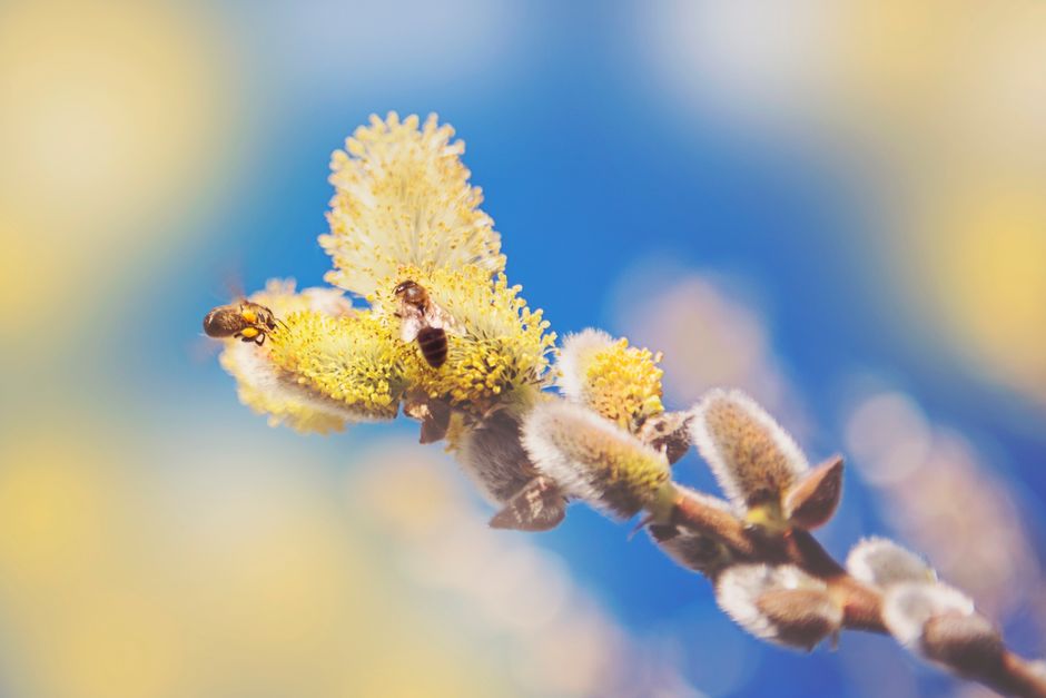 Polinosis: una alergia estacional que puede intensificarse durante la primavera