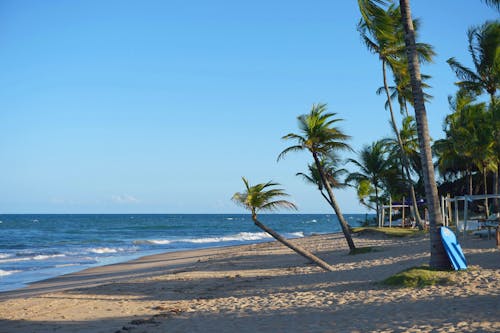 Imagine de stoc gratuită din Brazilia, cocotier, gunoi