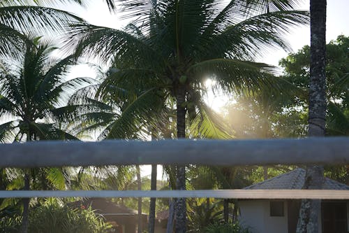 Fotobanka s bezplatnými fotkami na tému Brazília, kokosová palma, proti slnečnému žiareniu