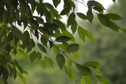 Free Close-up of vibrant green leaves with a beautiful blurry background, capturing nature's essence. Stock Photo