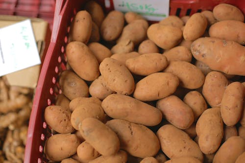 Fresh Brown Potatoes on Red Plastic Basket