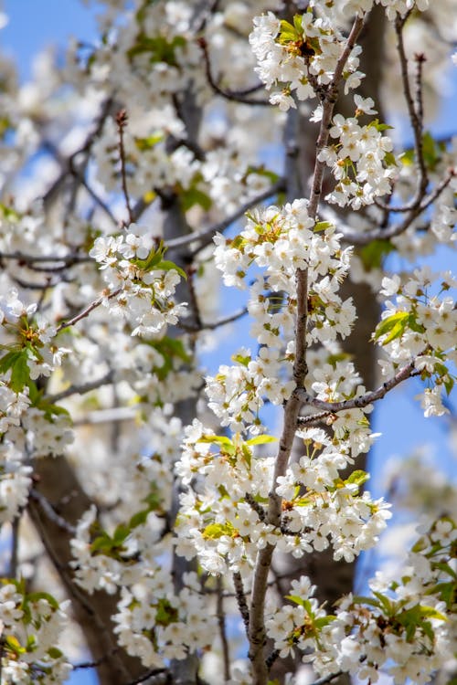 Beautiful White Cherry Blossoms 