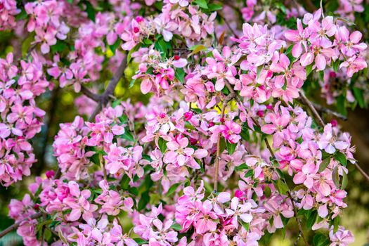 A close-up view of vibrant pink apple blossoms on a tree branch during springtime.