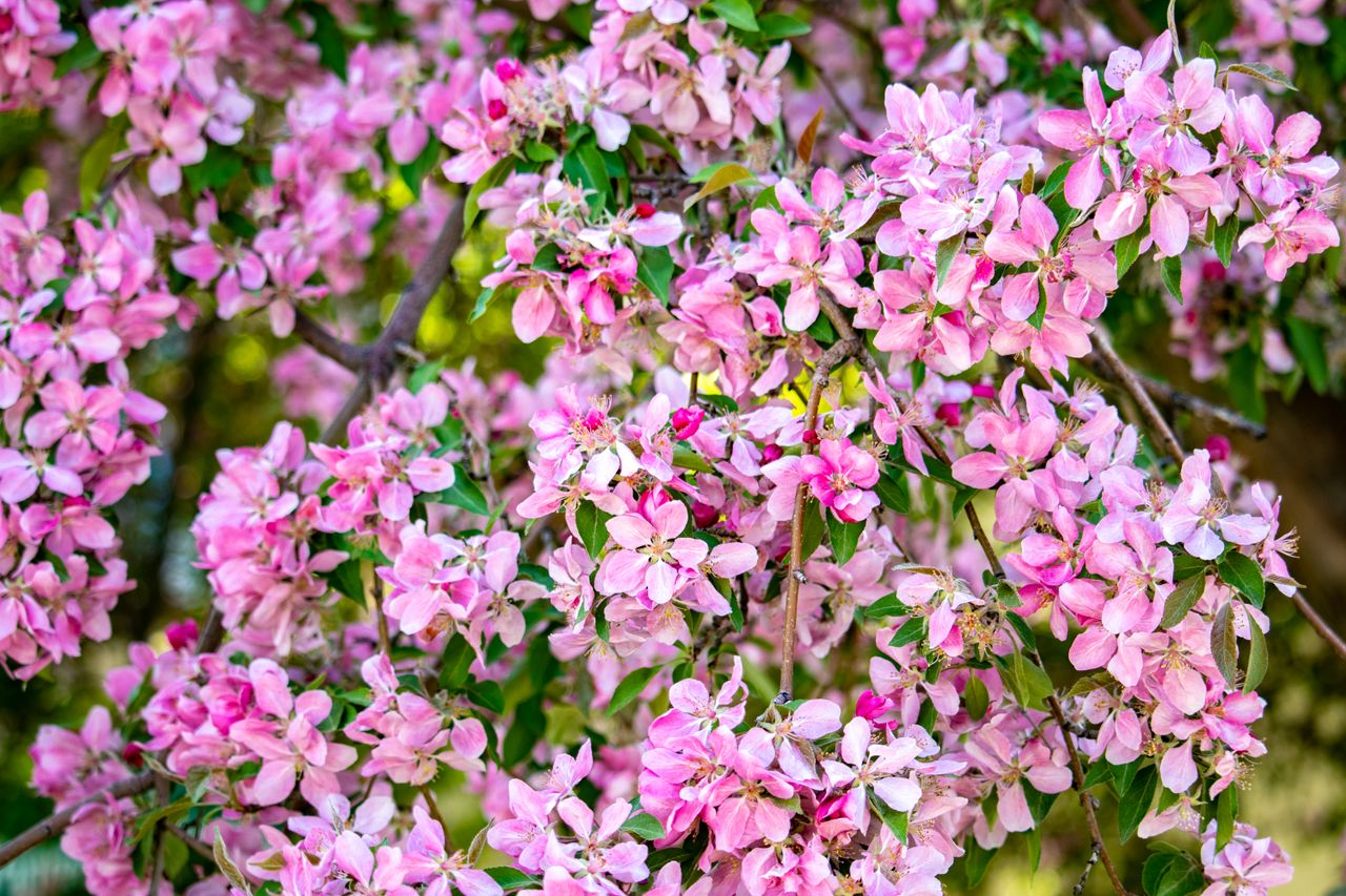 a close up view of vibrant pink apple blossoms on a tree branch during