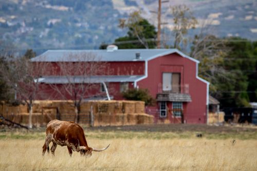 Free A Texas Longhorn grazes near a rustic red barn amidst scenic rural countryside. Stock Photo