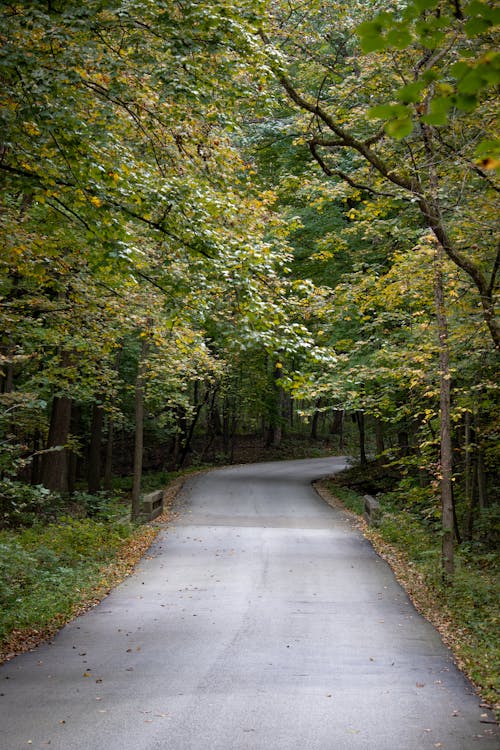 Road in Forest