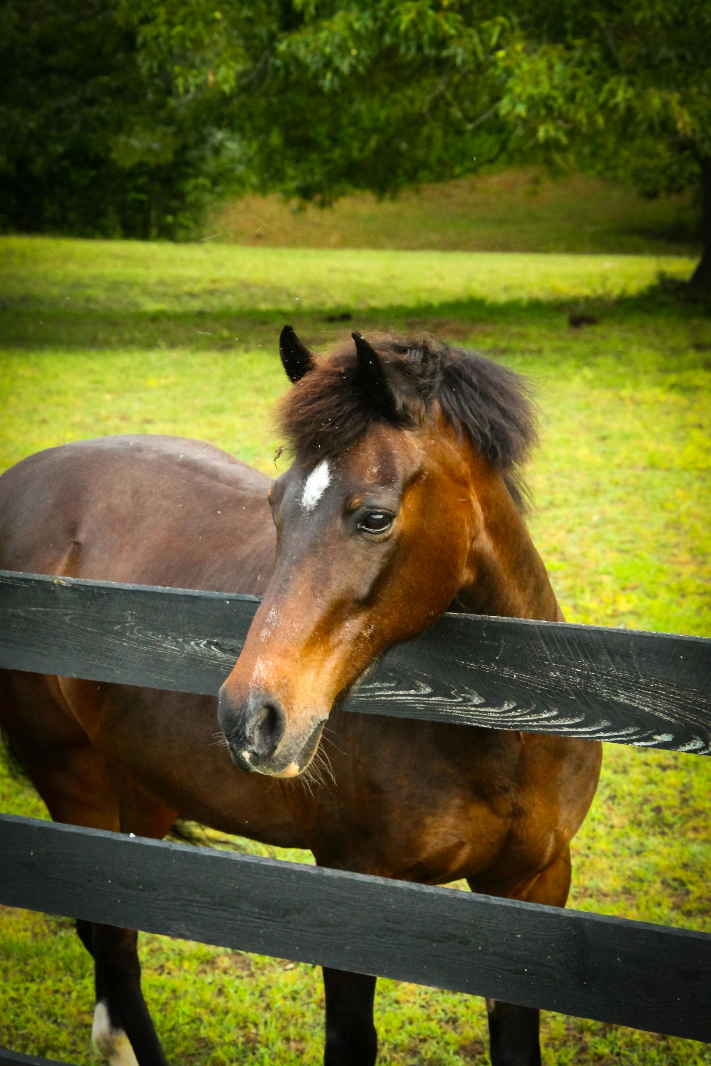 a brown horse beside a wooden fence