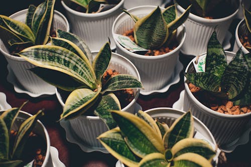 Succulent Plants In White Posts