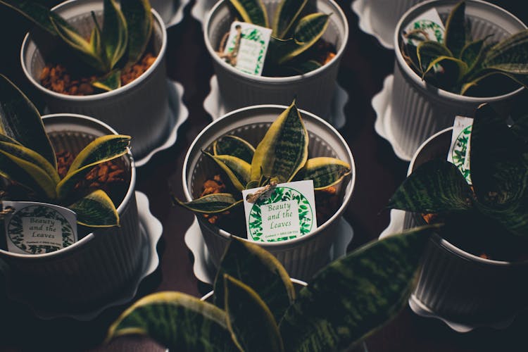 Group Of Sanseveria Plants In Pots