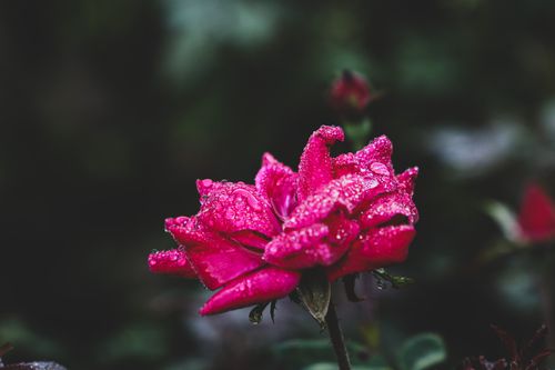 Free Vivid pink rose covered in refreshing dew drops, capturing nature's elegance. Stock Photo