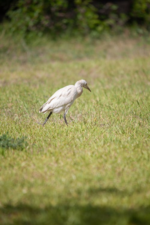 Heron Bird Walking on Grass