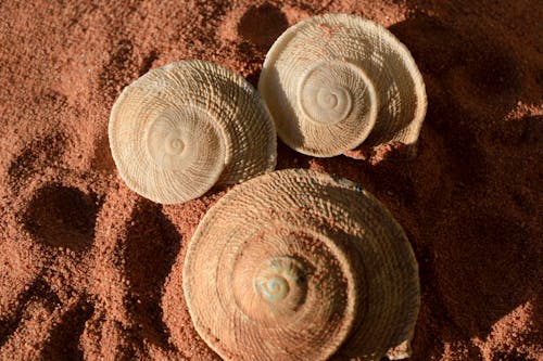 Close-up of Seashells on Sand Beach