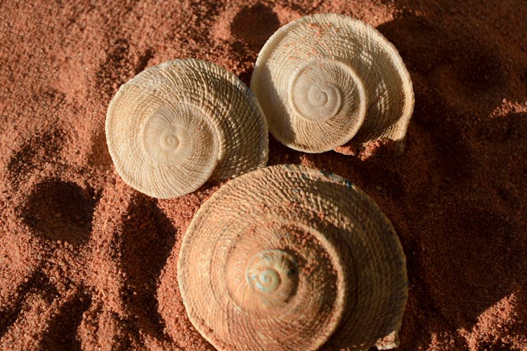 Close-up Of Seashells On Sand Beach