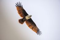 From below of wild brahminy kite with wings spread soaring in sky in daylight