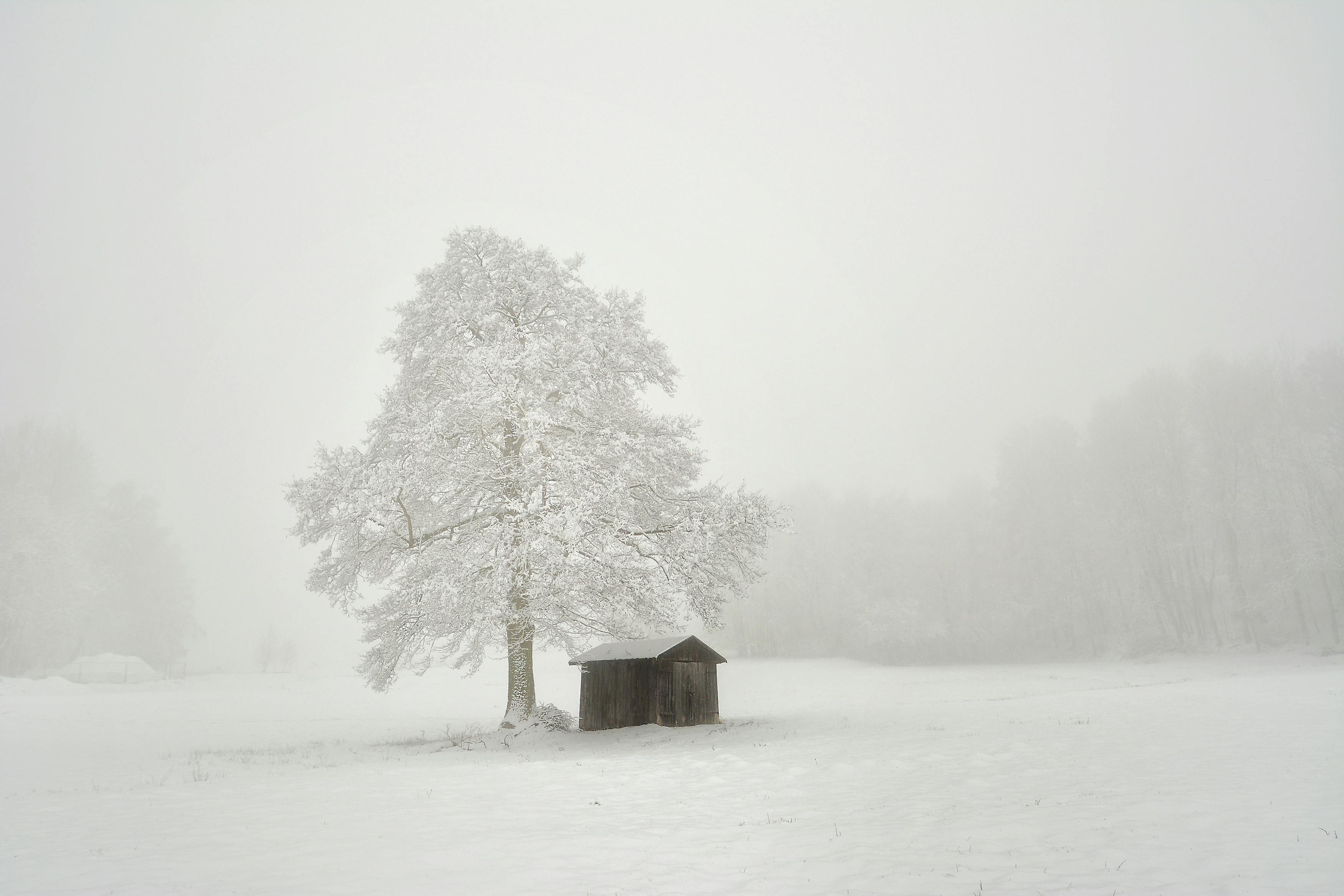 A serene winter scene featuring a snow-covered tree and a wooden hut during a foggy day.