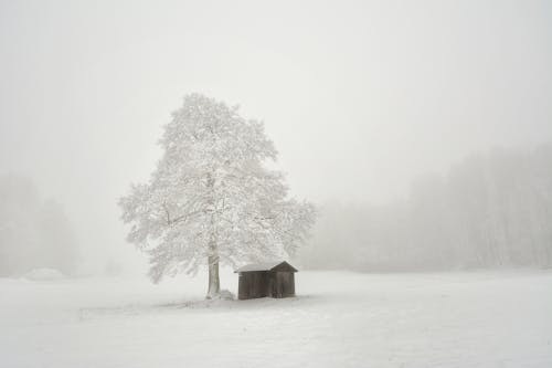 Wooden Hut and a Tree in the Middle of a Snowy Field 