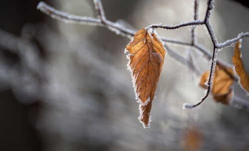Free A detailed shot of frosty brown leaves on a branch, capturing the essence of winter. Stock Photo