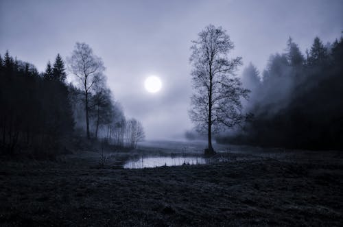 Moon Illuminating a Field Between a Forest at Night 
