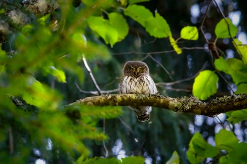 Eurasian Pygmy Owl Perched on a Tree Branch