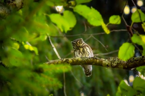 Selective Focus Photo of a Eurasian Pygmy Owl Perched on a Tree Branch