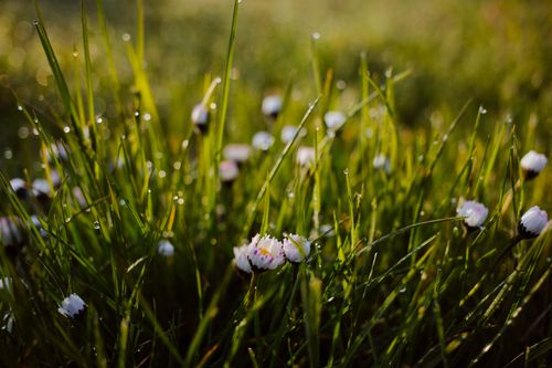 Free A macro shot of dew-covered grass and daisies in soft morning light, conveying freshness and nature. Stock Photo