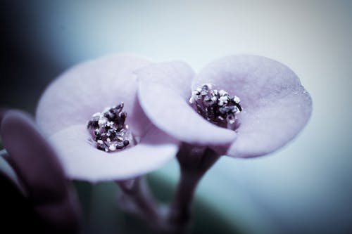 Gratis stockfoto met bloeien, bloem, macro