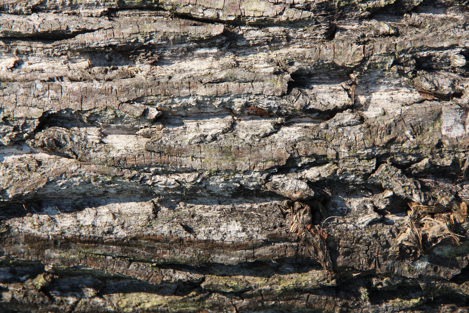 Detailed close-up of rough oak tree bark texture showcasing natural patterns.