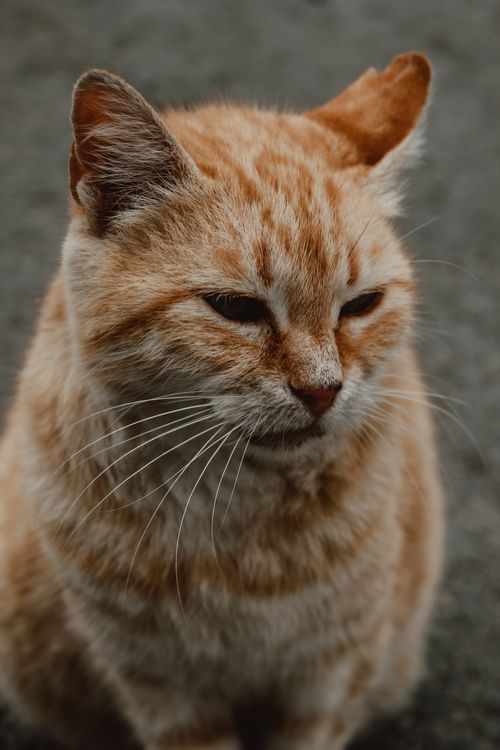 Free A close-up shot of a cute domestic tabby cat with prominent whiskers, sitting outdoors. Stock Photo